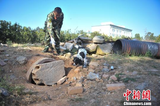 中國西南地區(qū)搜救犬昆明集訓磨練“十八般武藝”